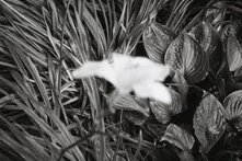ყვავილის შავ-თეთრი ფოტო