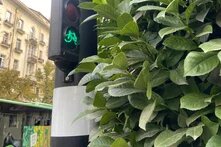A cycling traffic light completely blocked by a continuous hedge on Chavchavadze Avenue
