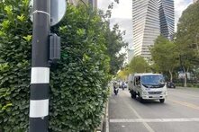 A cycling traffic light completely blocked by a continuous hedge on Chavchavadze Avenue
