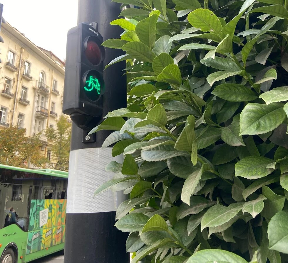 A cycling traffic light completely blocked by a continuous hedge on Chavchavadze Avenue A cycling traffic light completely blocked by a continuous hedge on Chavchavadze Avenue
