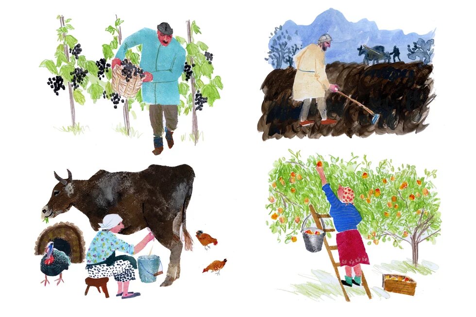 Illustration of different agricultural activities: a man is collecting the grapes, working on land, woman is milking the cow and collecting fruits from the tree.